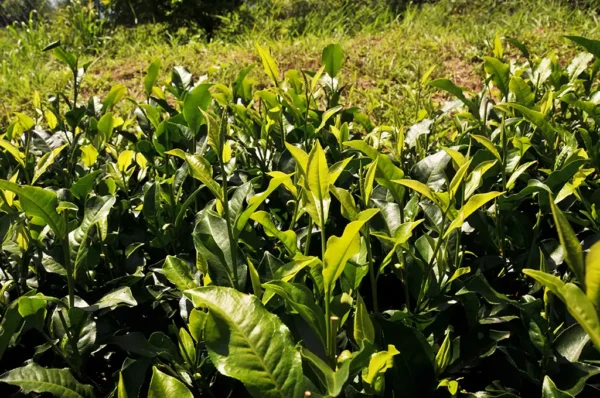 台茶18號紅玉紅茶-150克(2025年)：圖片 2