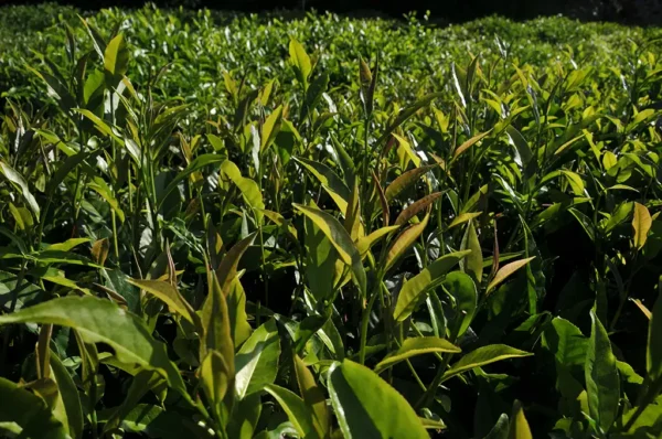 紫芽山茶日月潭紅茶-150克 (2025年)：圖片 2
