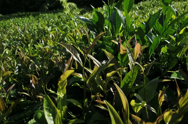 紫芽山茶日月潭紅茶-150克 (2025年)：圖片 3