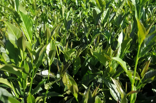 紫芽山茶日月潭紅茶-150克 (2025年)：圖片 5