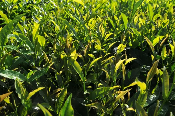 紫芽山茶日月潭紅茶-150克 (2025年)：圖片 6