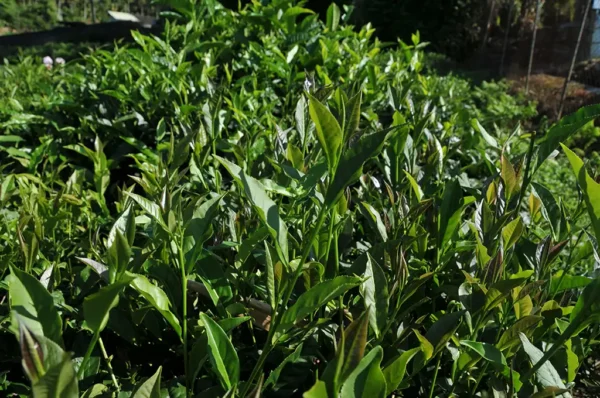 紫芽山茶日月潭紅茶-150克 (2025年)：圖片 7