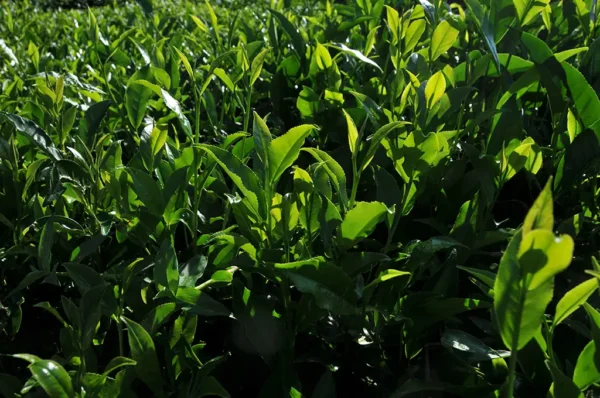 紫芽山茶日月潭紅茶-150克 (2025年)：圖片 8