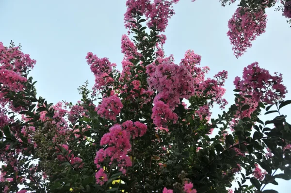 紫芽山茶日月潭紅茶-150克 (2025年)：圖片 9