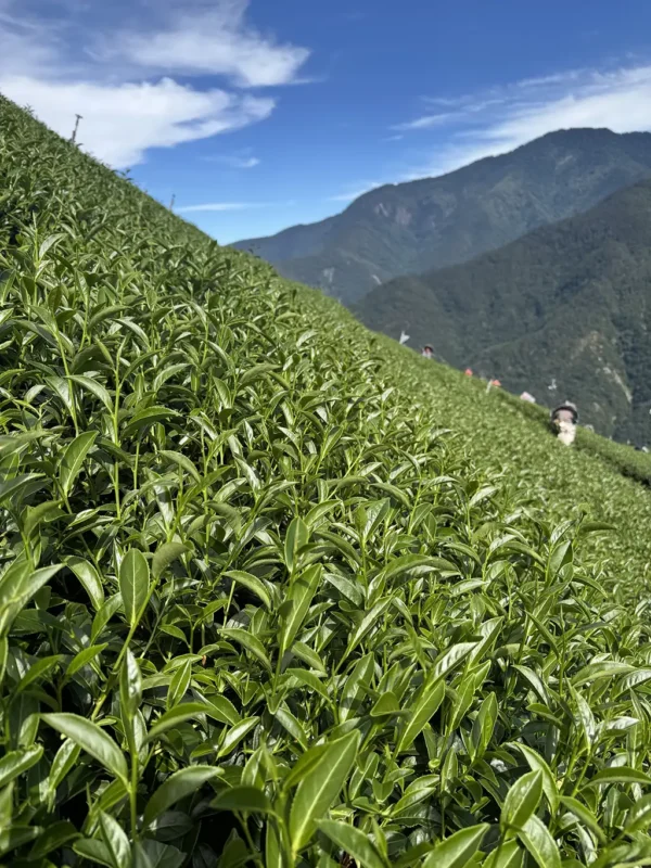 翠峰二水高山茶-150克（2025年夏茶）：圖片 10