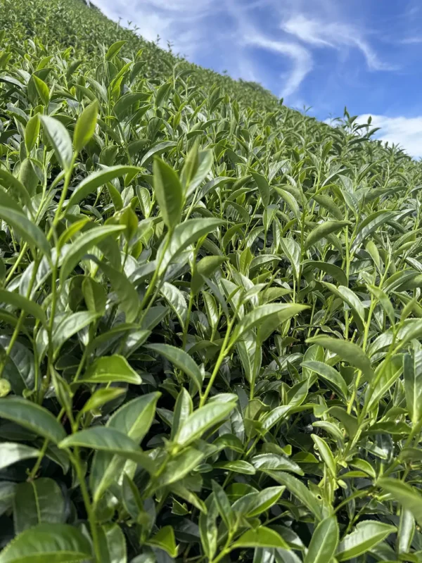翠峰二水高山茶-150克（2025年夏茶）：圖片 9
