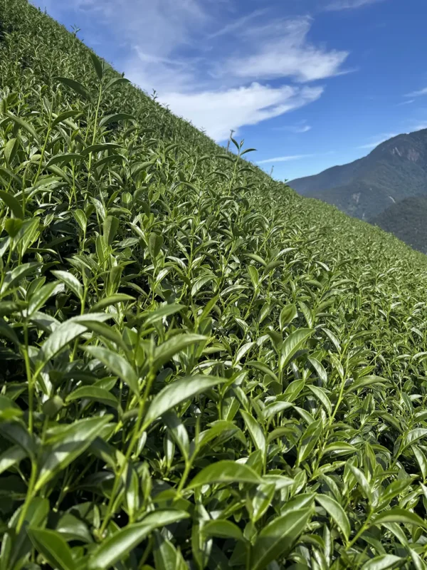 翠峰二水高山茶-150克（2025年夏茶）：圖片 8