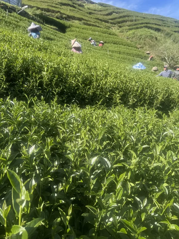 翠峰二水高山茶-150克（2025年夏茶）：圖片 7