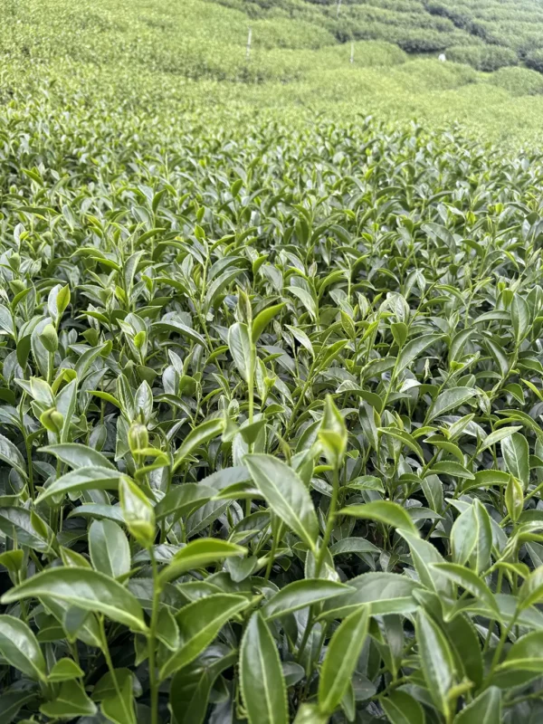 翠峰二水高山茶-150克（2025年夏茶）：圖片 6