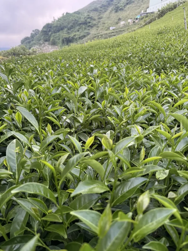 翠峰二水高山茶-150克（2025年夏茶）：圖片 5