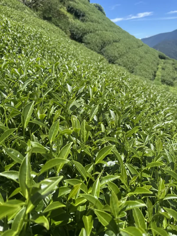 翠峰二水高山茶-150克（2025年夏茶）：圖片 4