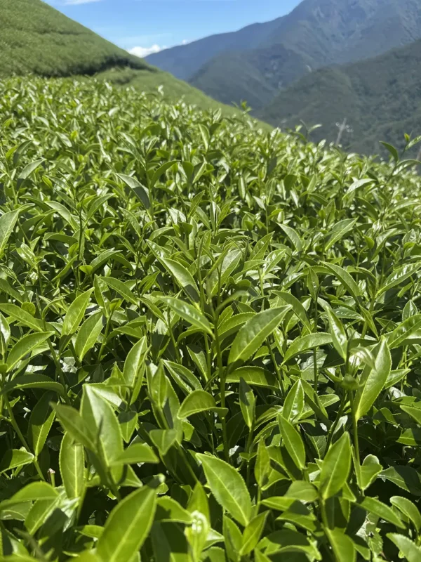 翠峰二水高山茶-150克（2025年夏茶）：圖片 3