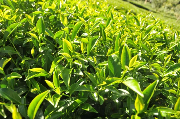 梨山新佳陽高山烏龍茶-150克(2025年秋茶)：圖片 2