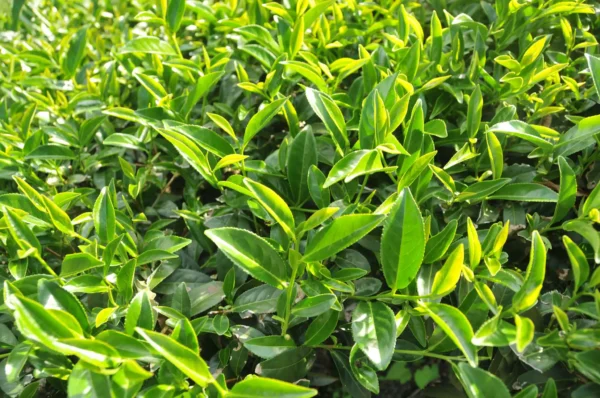 梨山新佳陽高山烏龍茶-150克(2025年秋茶)：圖片 4