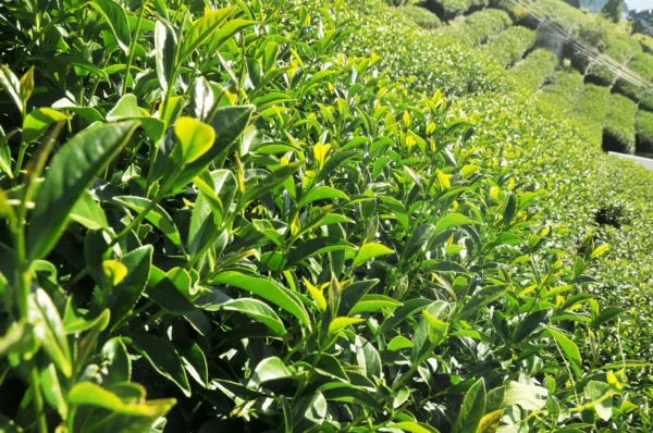 梨山新佳陽高山烏龍茶-150克(2025年秋茶)：圖片 6