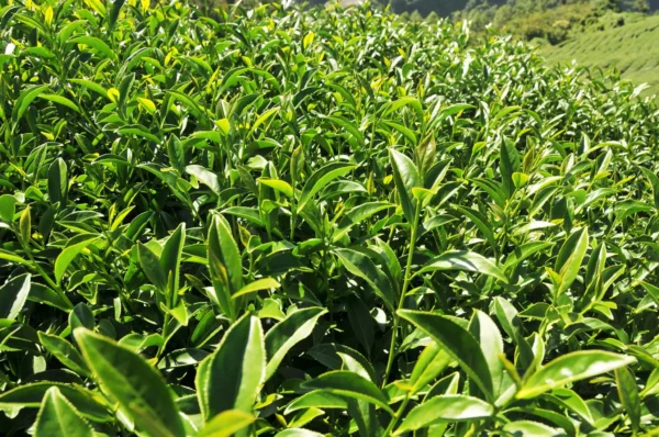 梨山新佳陽高山烏龍茶-150克(2025年秋茶)：圖片 5
