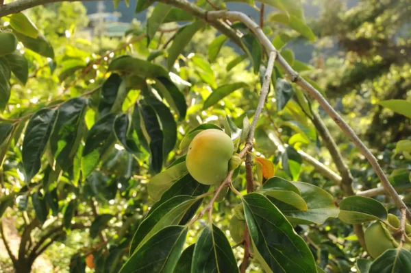 梨山新佳陽高山烏龍茶-150克(2025年秋茶)：圖片 3