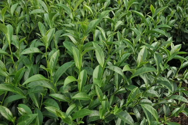 華崗烏龍茶-150克(2025年秋茶)：圖片 6