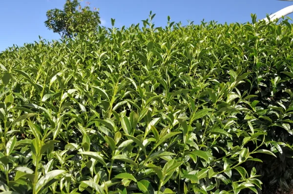 華崗烏龍茶-150克(2025年秋茶)：圖片 5