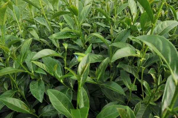 華崗烏龍茶-150克(2025年秋茶)：圖片 4