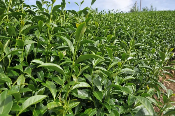 華崗烏龍茶-150克(2025年秋茶)：圖片 3