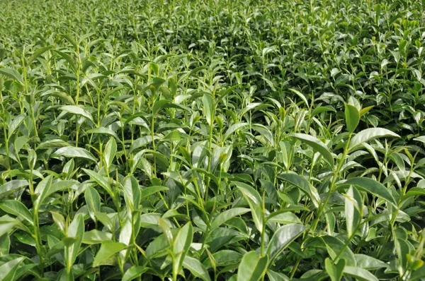 華崗烏龍茶-150克(2025年秋茶)：圖片 2