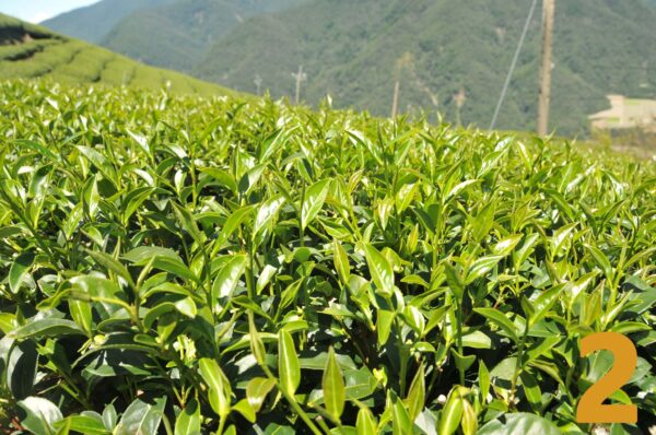 翠峰烏龍茶-150克(2025年秋茶)：圖片 2