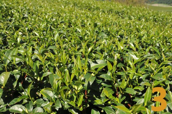 翠峰烏龍茶-150克(2025年秋茶)：圖片 3