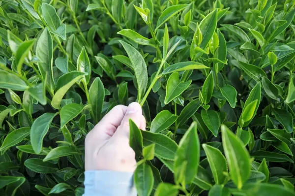 梨山新佳陽高冷茶(加價才買到)-150克(2025年冬茶)：圖片 6