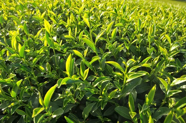 梨山新佳陽高冷茶(加價才買到)-150克(2025年冬茶)：圖片 5