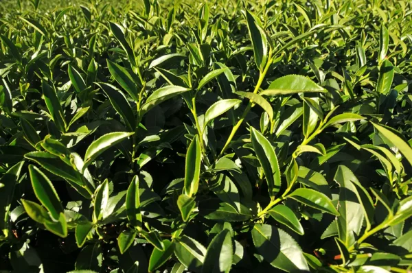 梨山新佳陽高冷茶(加價才買到)-150克(2025年冬茶)：圖片 4