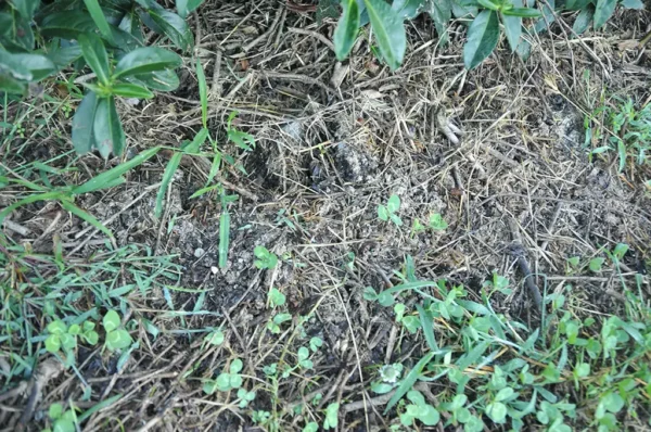 梨山新佳陽高冷茶(加價才買到)-150克(2025年冬茶)：圖片 2