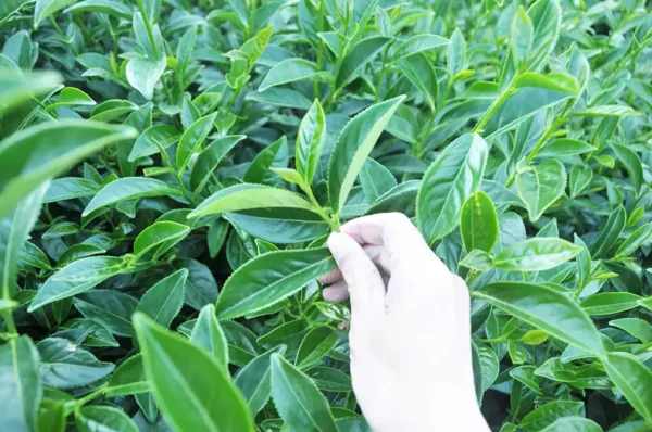 翠巒高冷茶-150克（2025年冬茶）：圖片 5