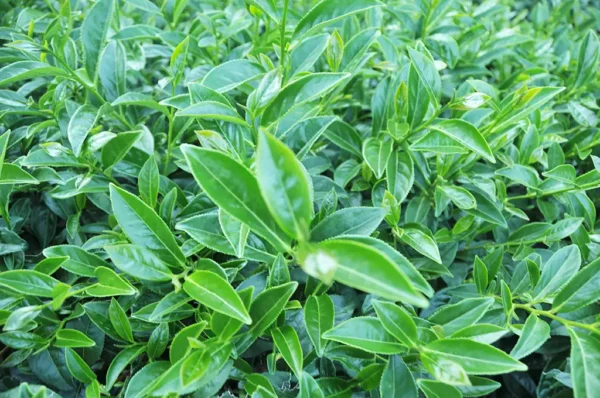 翠巒高冷茶-150克（2025年冬茶）：圖片 4