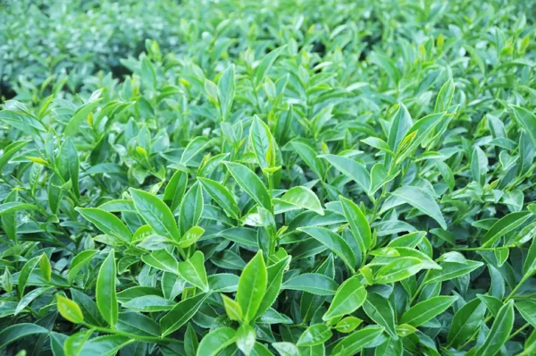 翠巒高冷茶-150克（2025年冬茶）：圖片 3