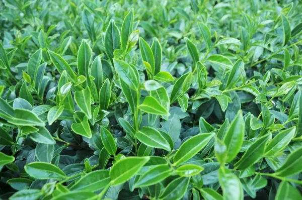 翠巒高冷茶-150克（2025年冬茶）：圖片 2