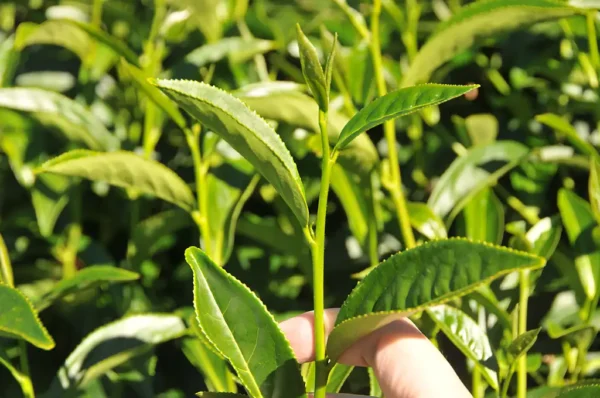華崗高冷茶-150克(2025年冬茶)：圖片 2