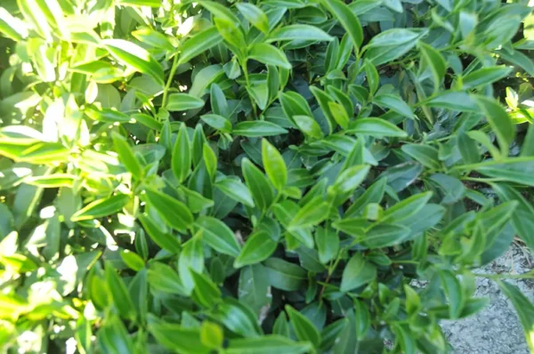 華崗高冷茶-150克(2025年冬茶)：圖片 7