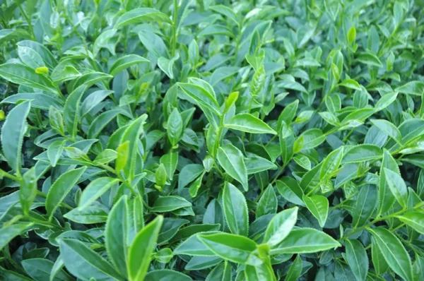 華崗高冷茶-150克(2025年冬茶)：圖片 6