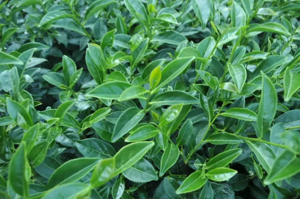 華崗高冷茶-150克(2025年冬茶)：圖片 5