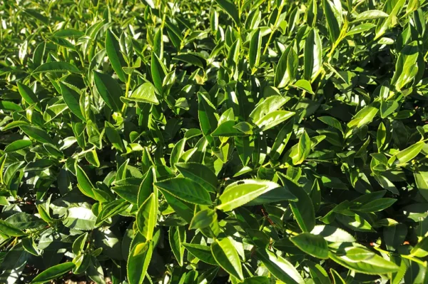 華崗高冷茶-150克(2025年冬茶)：圖片 4