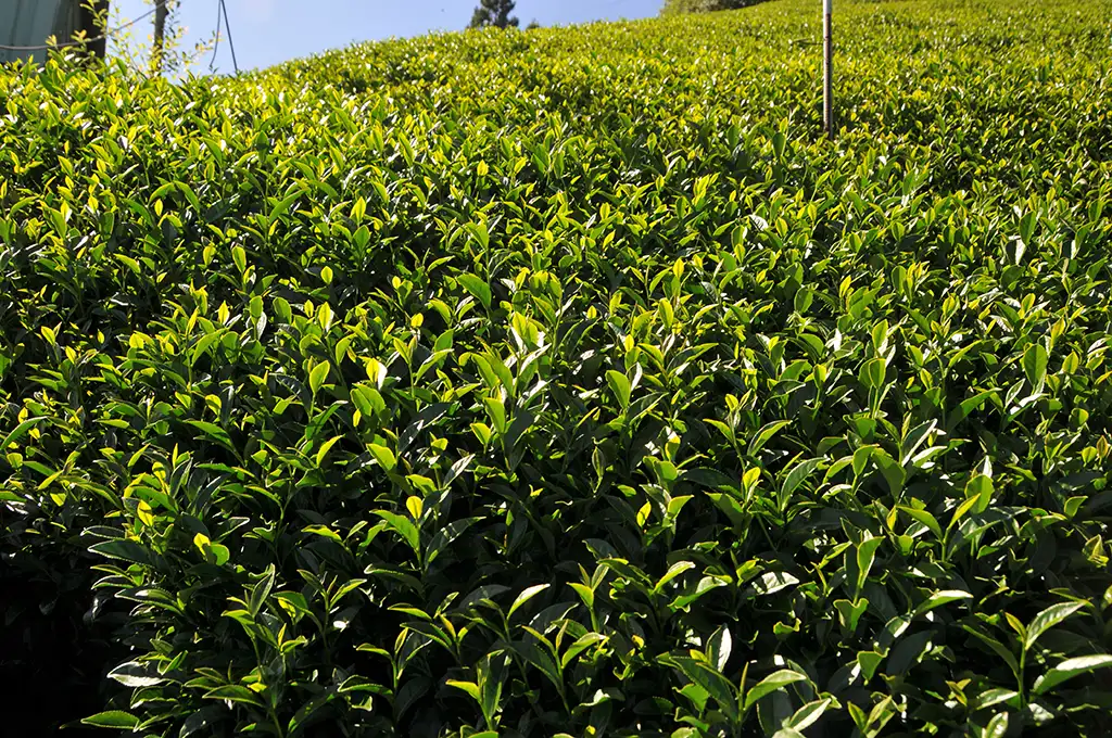 翠巒烏龍茶 - 150g（2026年秋茶） - 台湾茶廖長興茶業